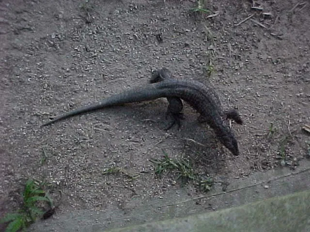 Parque Zoológico Caricuao