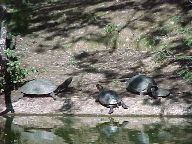 Zoologischer Garten Caricuao