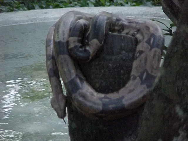 Zoologischer Garten Caricuao