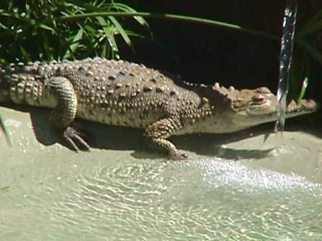 Zoologischer Garten Caricuao