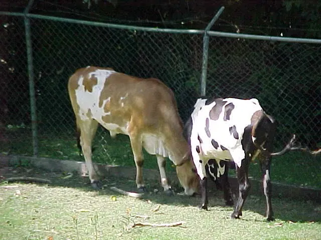 Caricuao Zoo