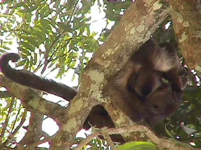 Parque Zoológico Caricuao