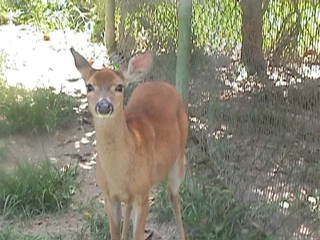Parque Zoológico Caricuao