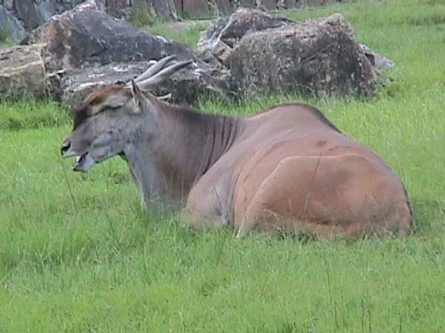 Parque Zoológico Caricuao