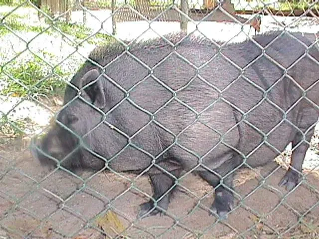 Zoologischer Garten Caricuao