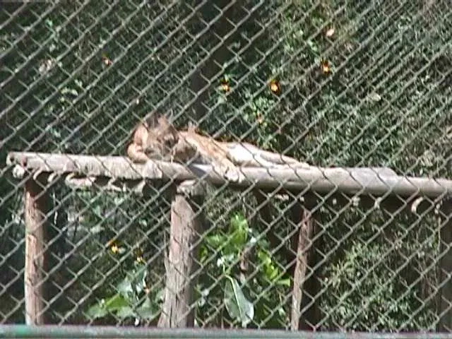 Zoologischer Garten Caricuao