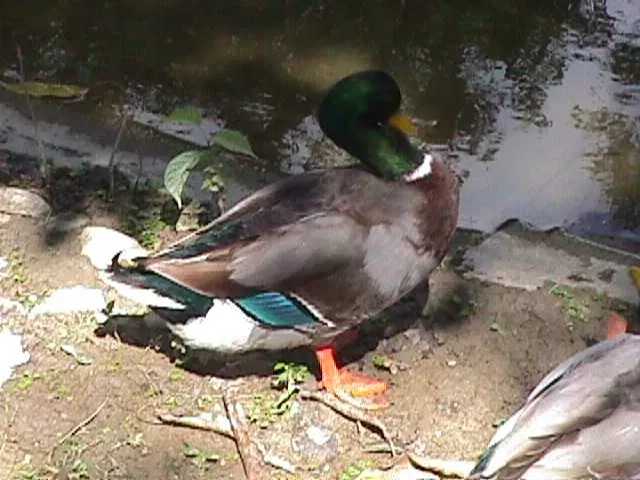 Zoologischer Garten Caricuao