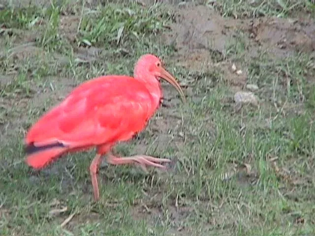 Parque Zoológico Caricuao