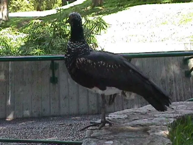 Parque Zoológico Caricuao