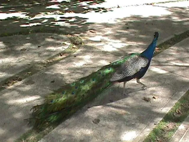 Parque Zoológico Caricuao