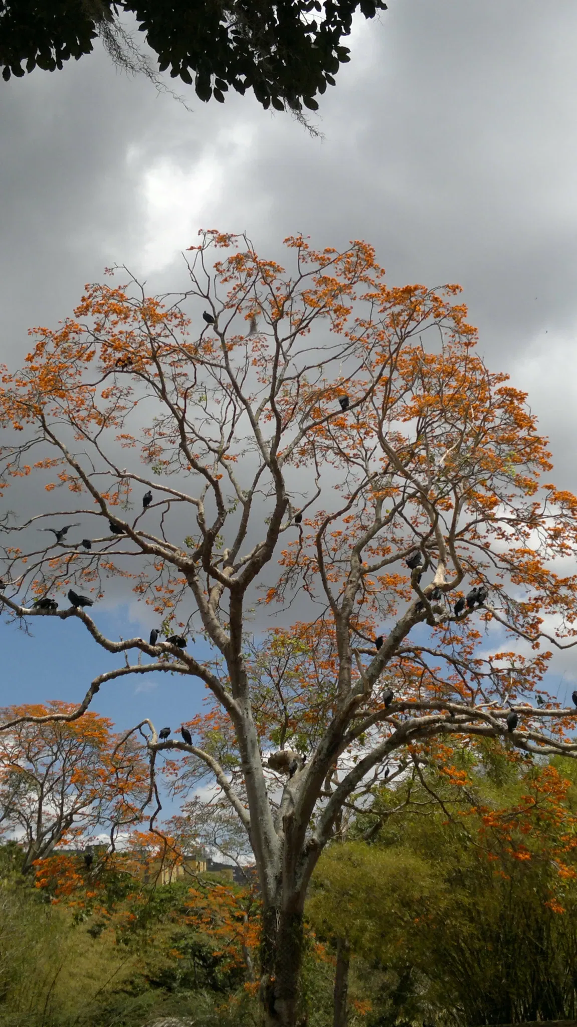 Zoologischer Garten Caricuao