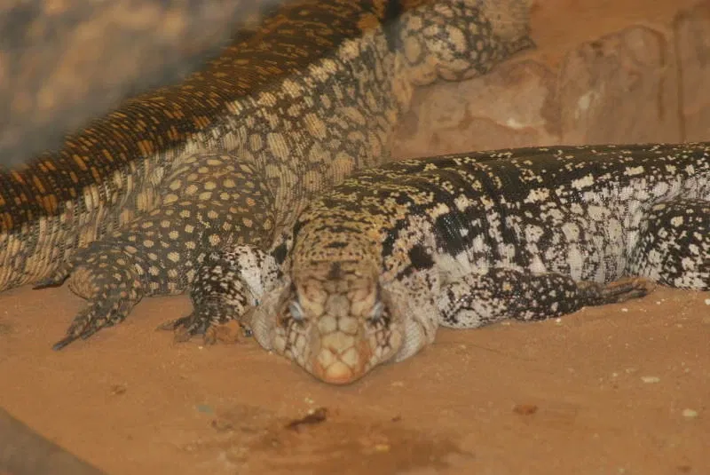 Zoológico Municipal Noel Kempff Mercado