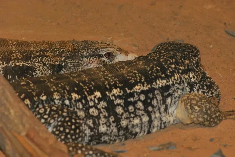 Municipal Zoo of South American Fauna Noel Kempff Mercado - Santa Cruz