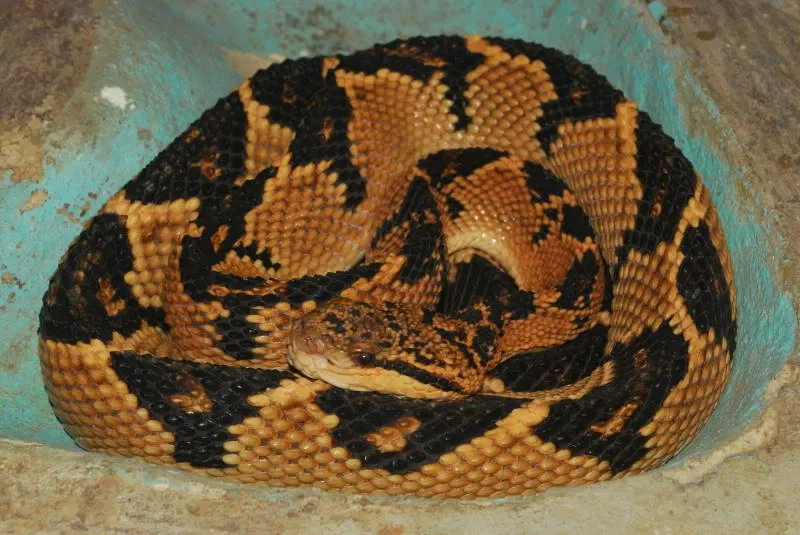 Municipal Zoo of South American Fauna Noel Kempff Mercado - Santa Cruz