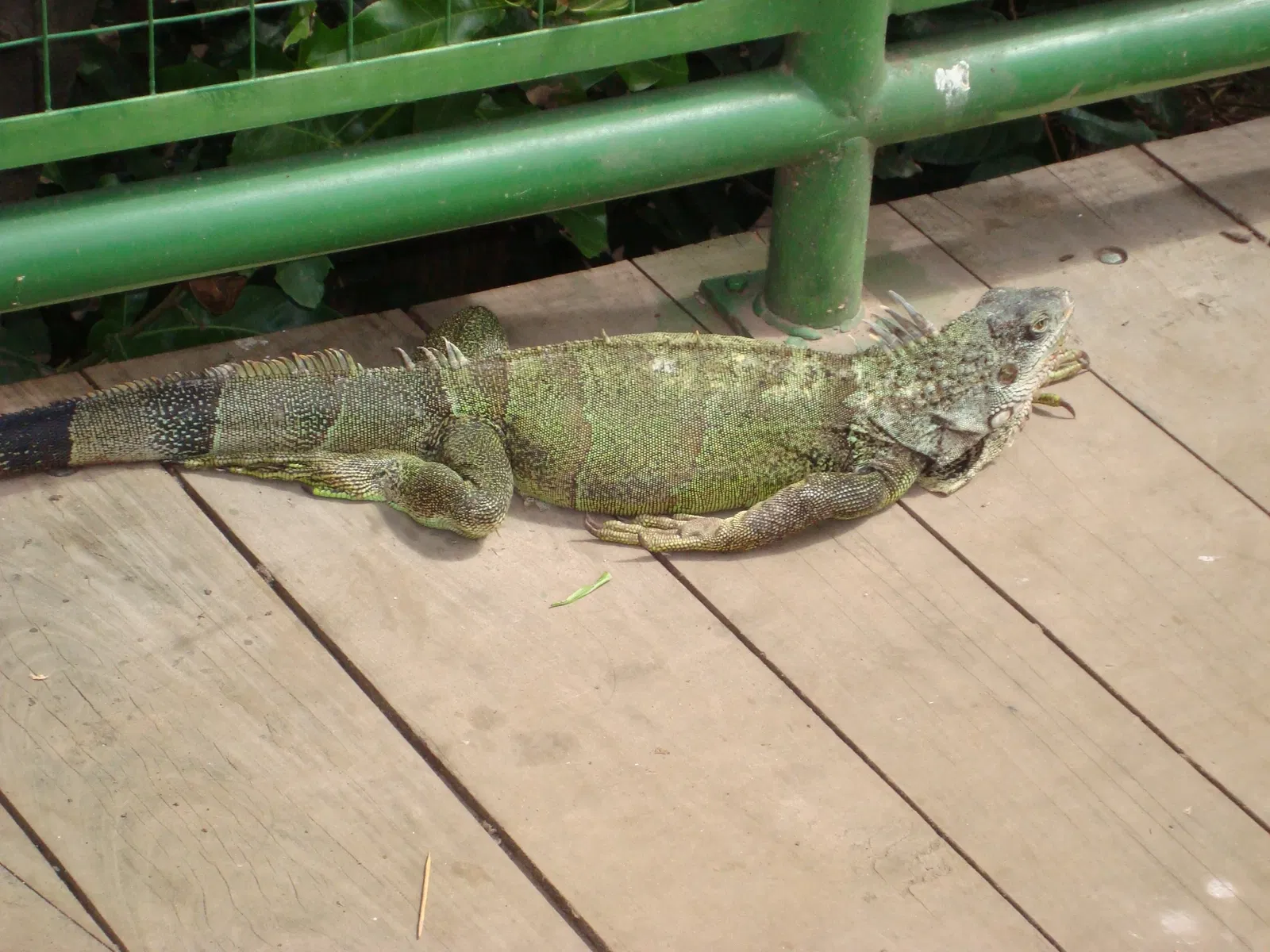 Municipal Zoo of South American Fauna Noel Kempff Mercado - Santa Cruz