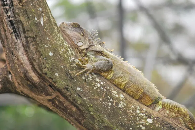 Municipal Zoo of South American Fauna Noel Kempff Mercado - Santa Cruz