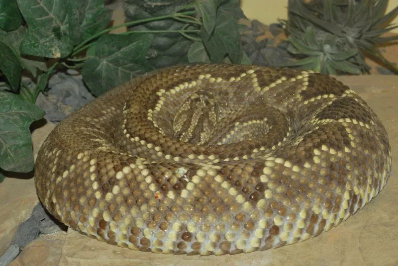 Municipal Zoo of South American Fauna Noel Kempff Mercado - Santa Cruz