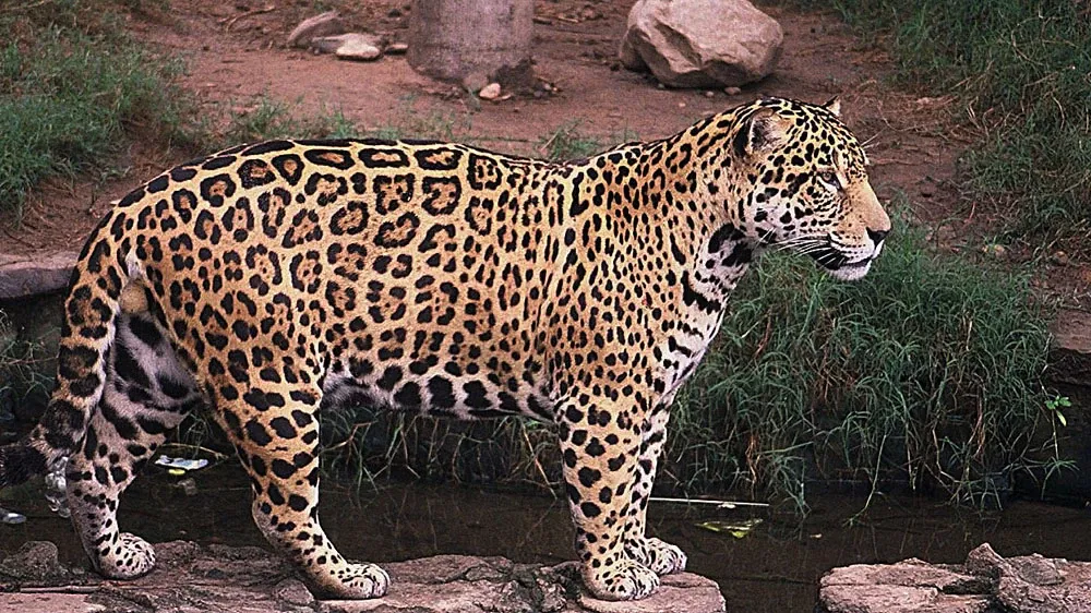 Municipal Zoo of South American Fauna Noel Kempff Mercado - Santa Cruz