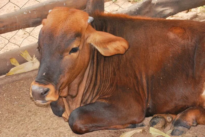 Municipal Zoo of South American Fauna Noel Kempff Mercado - Santa Cruz