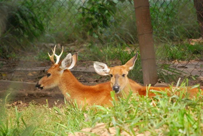 Municipal Zoo of South American Fauna Noel Kempff Mercado - Santa Cruz