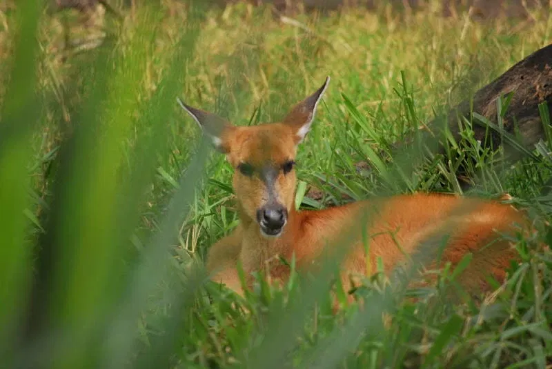 Zoológico Municipal Noel Kempff Mercado