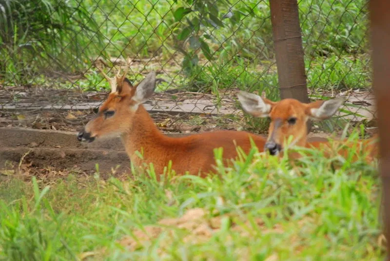Municipal Zoo of South American Fauna Noel Kempff Mercado - Santa Cruz