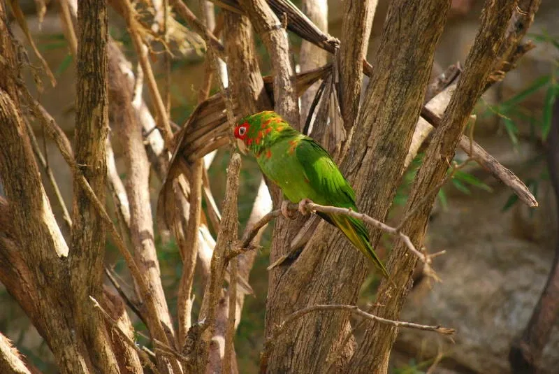 Municipal Zoo of South American Fauna Noel Kempff Mercado - Santa Cruz