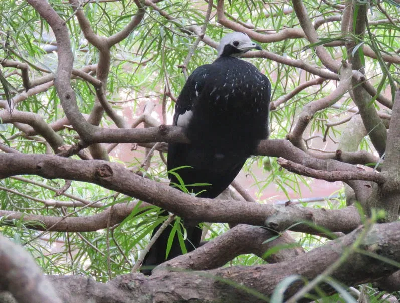 Municipal Zoo of South American Fauna Noel Kempff Mercado - Santa Cruz