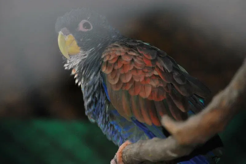 Zoológico Municipal Noel Kempff Mercado