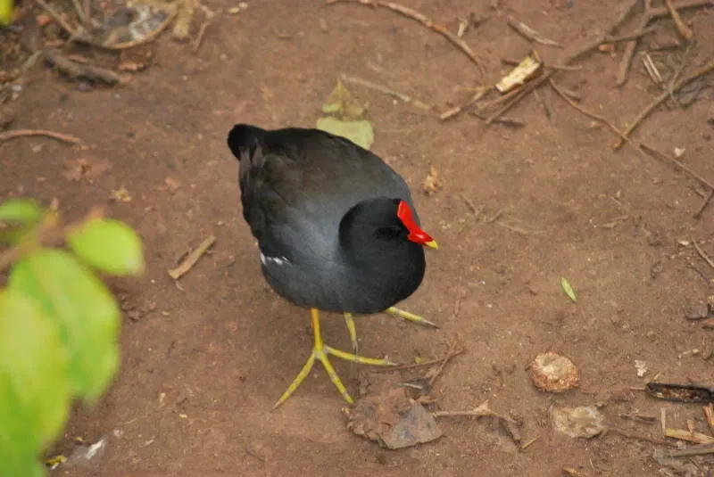Zoológico Municipal Noel Kempff Mercado