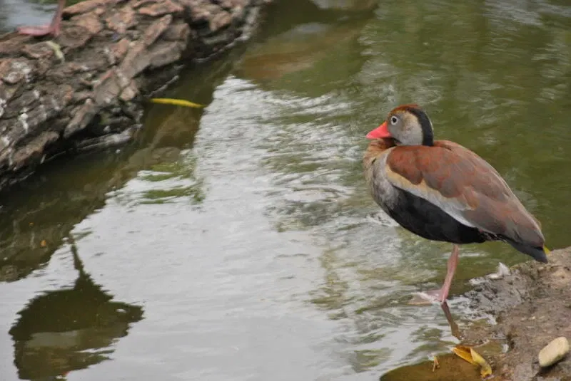 Zoológico Municipal Noel Kempff Mercado