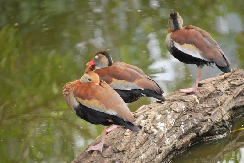 Municipal Zoo of South American Fauna Noel Kempff Mercado - Santa Cruz