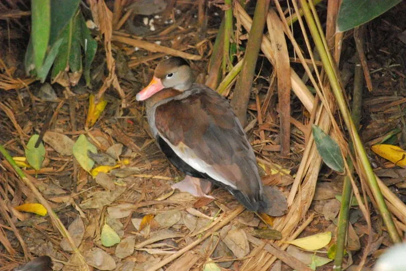 Municipal Zoo of South American Fauna Noel Kempff Mercado - Santa Cruz