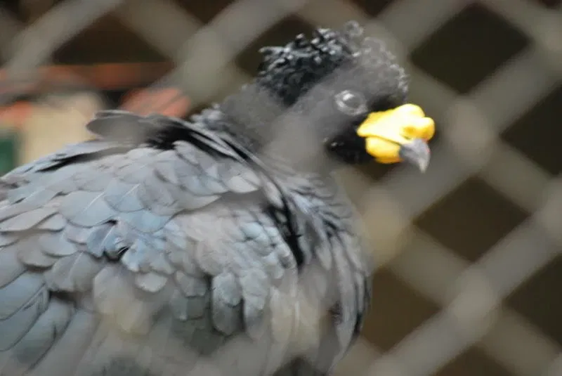 Municipal Zoo of South American Fauna Noel Kempff Mercado - Santa Cruz