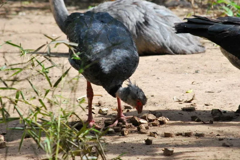 Municipal Zoo of South American Fauna Noel Kempff Mercado - Santa Cruz