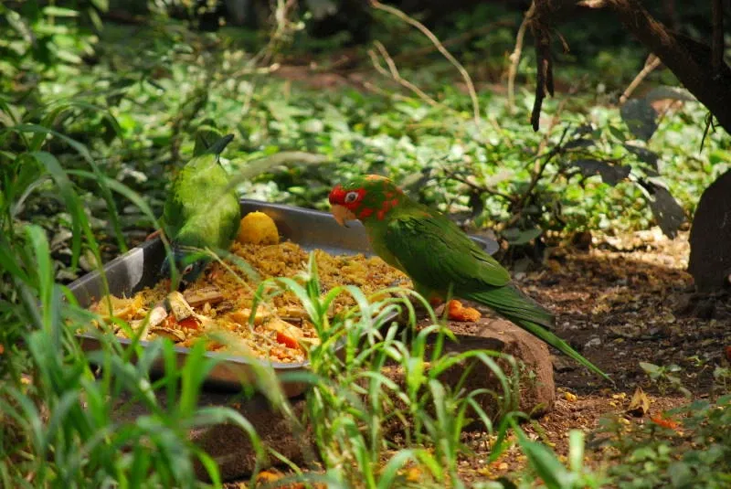 Zoológico Municipal Noel Kempff Mercado