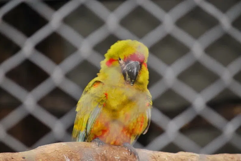 Municipal Zoo of South American Fauna Noel Kempff Mercado - Santa Cruz