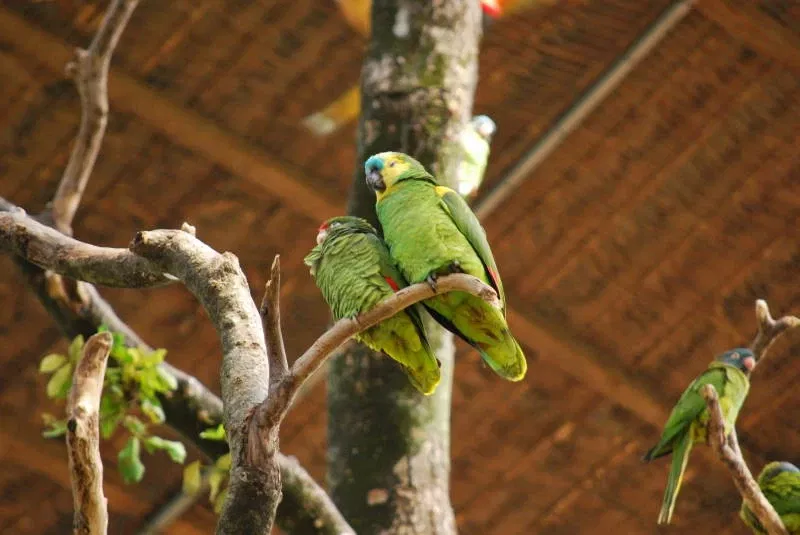 Zoológico Municipal Noel Kempff Mercado