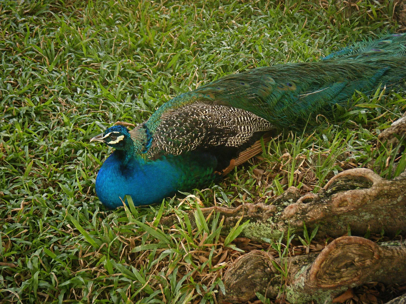 Parque y Zoológico La Guaricha