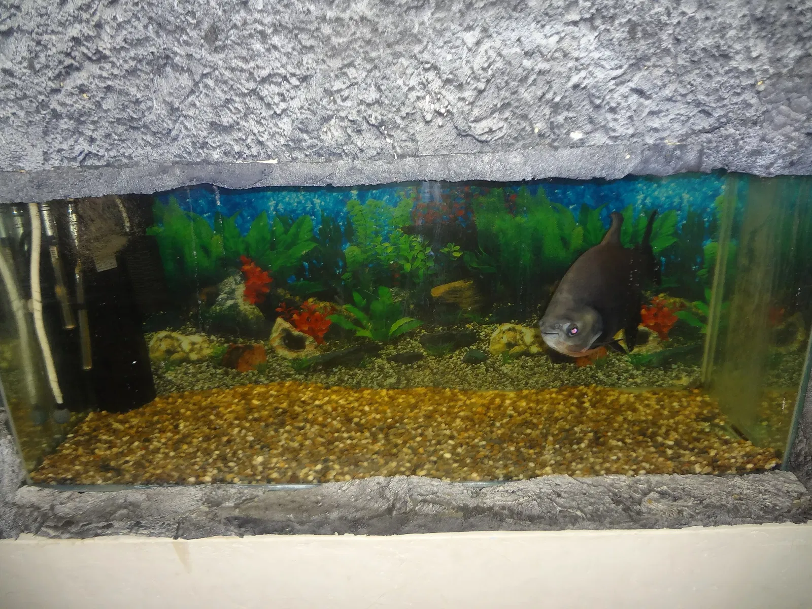 Gustavo Orcés V. Natural History Museum