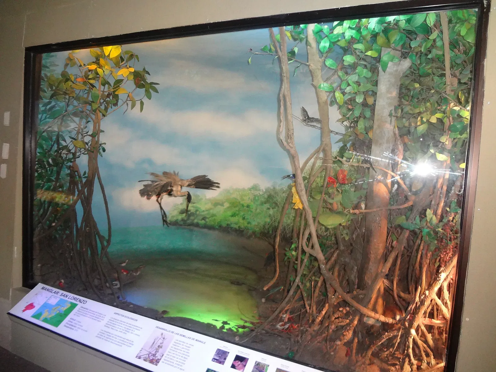 Gustavo Orcés V. Natural History Museum