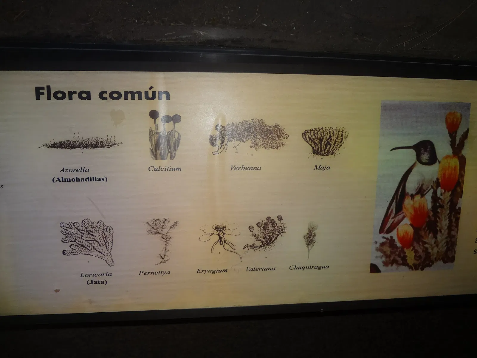 Museo de Historia Natural "Gustavo Orcés V".