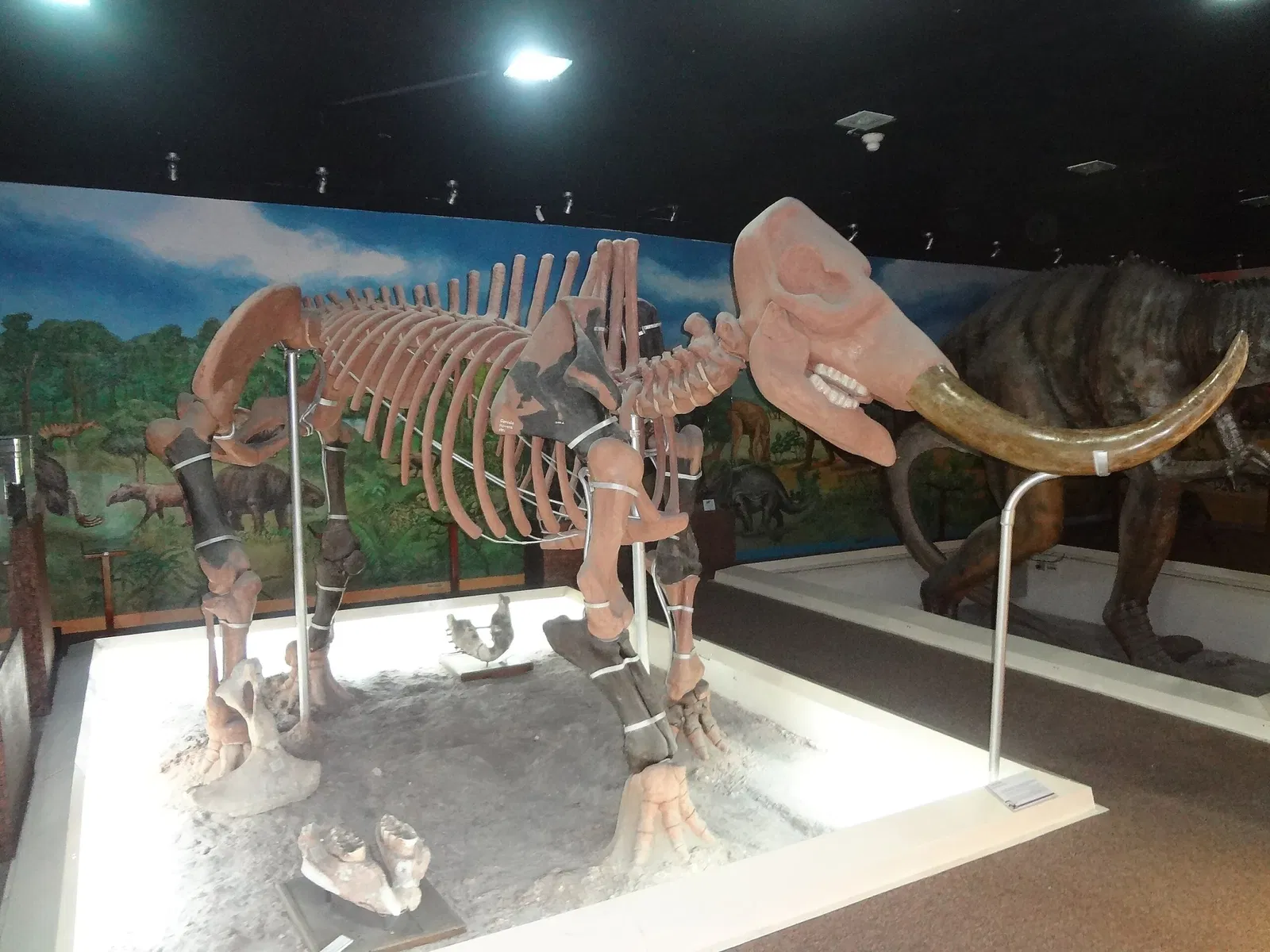 Museo de Historia Natural "Gustavo Orcés V".