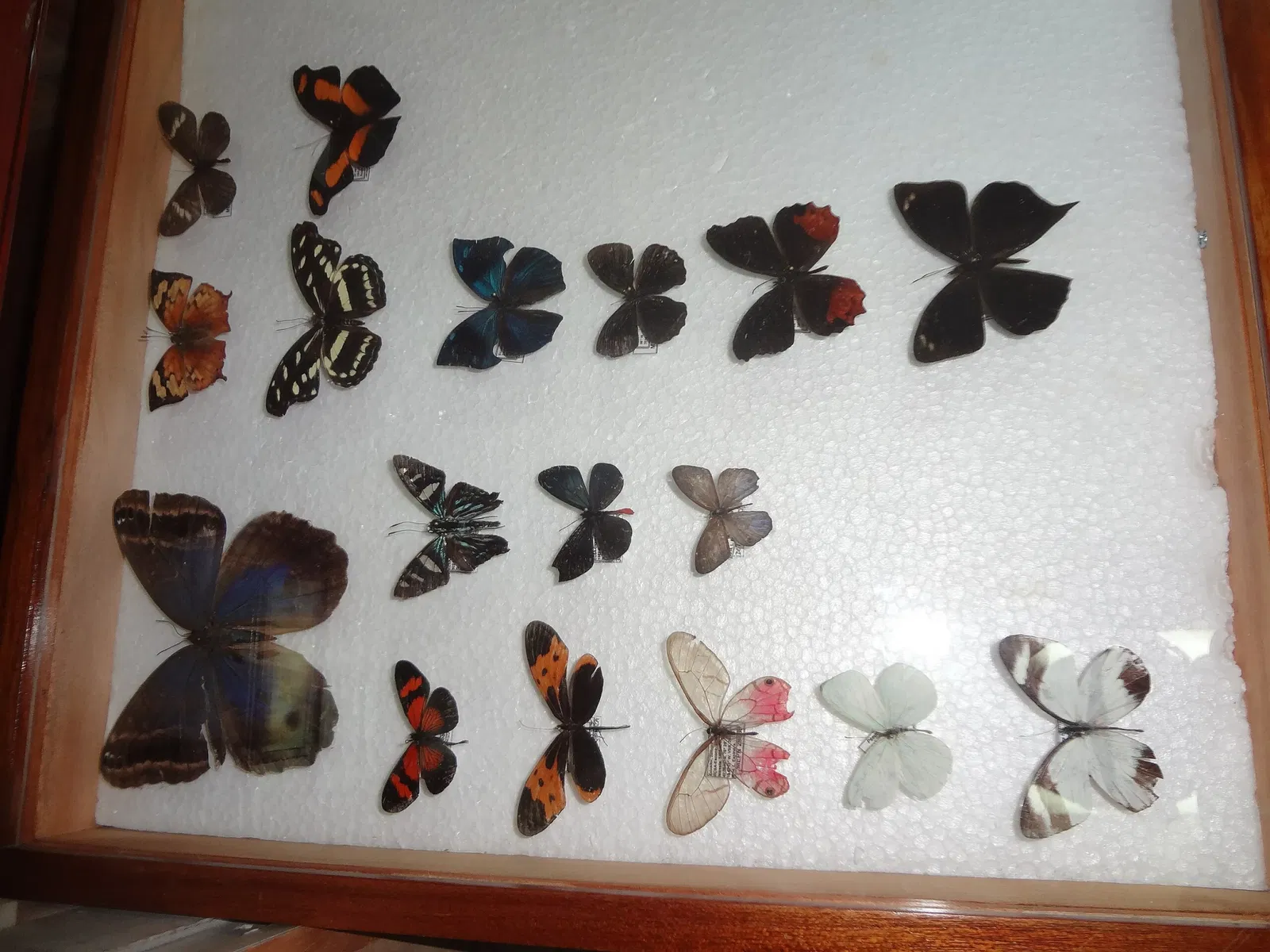 Gustavo Orcés V. Natural History Museum