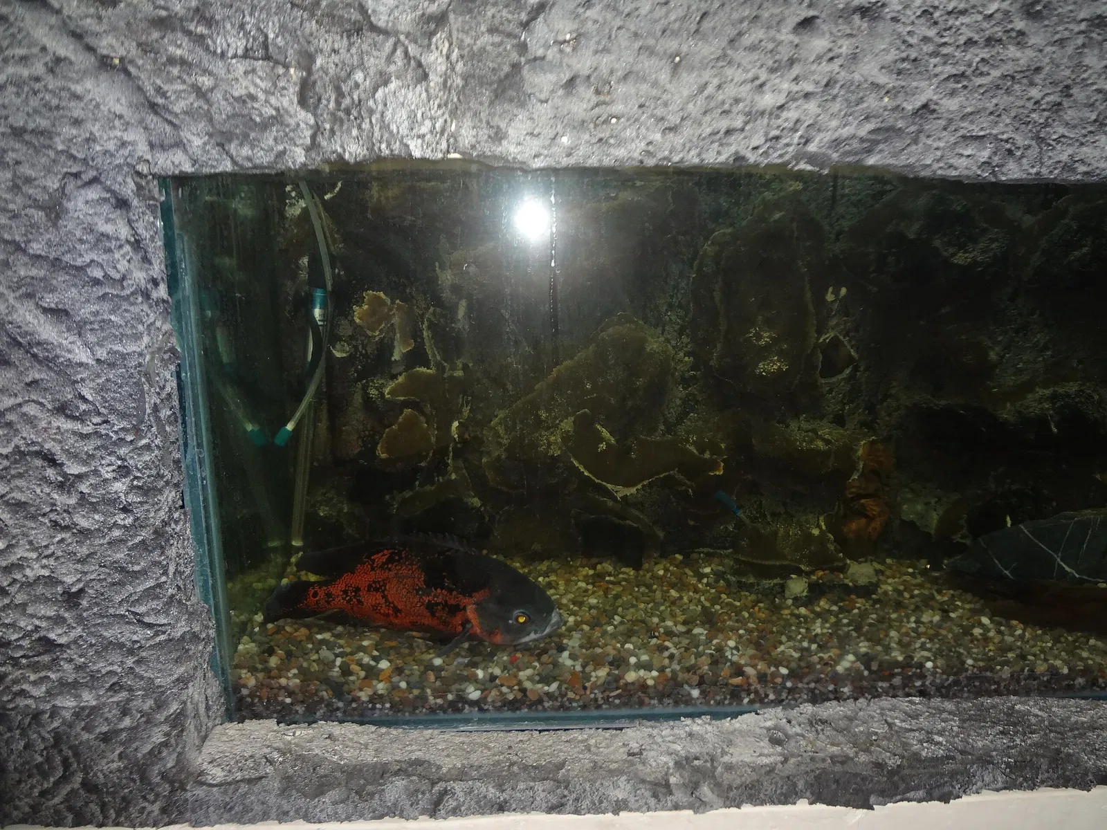 Gustavo Orcés V. Natural History Museum