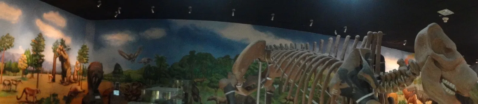 Museo de Historia Natural "Gustavo Orcés V".