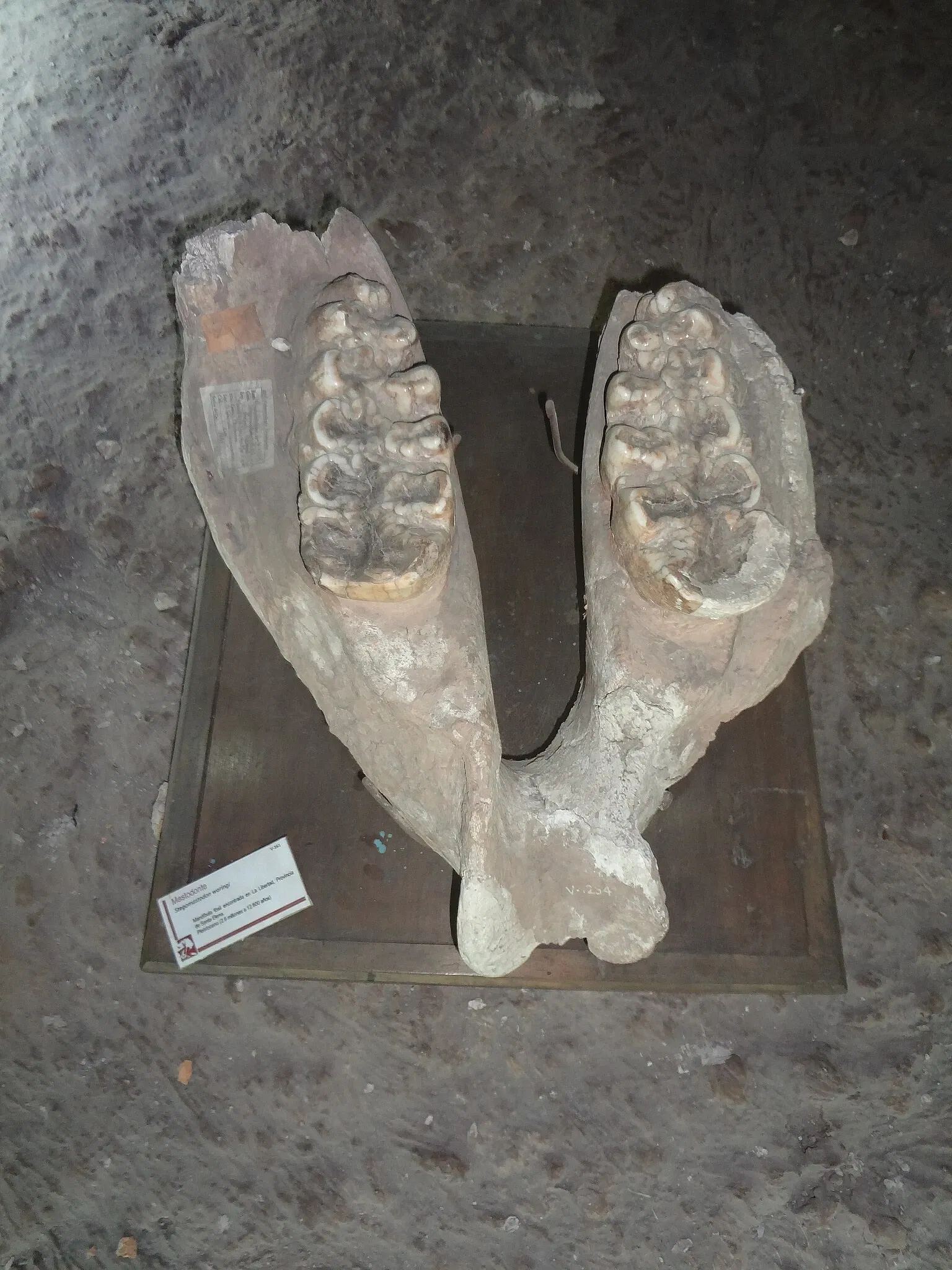 Gustavo Orcés V. Natural History Museum