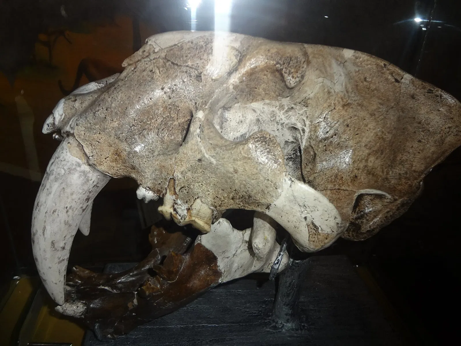 Museo de Historia Natural "Gustavo Orcés V".