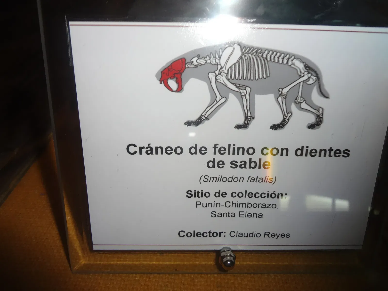 Gustavo Orcés V. Natural History Museum