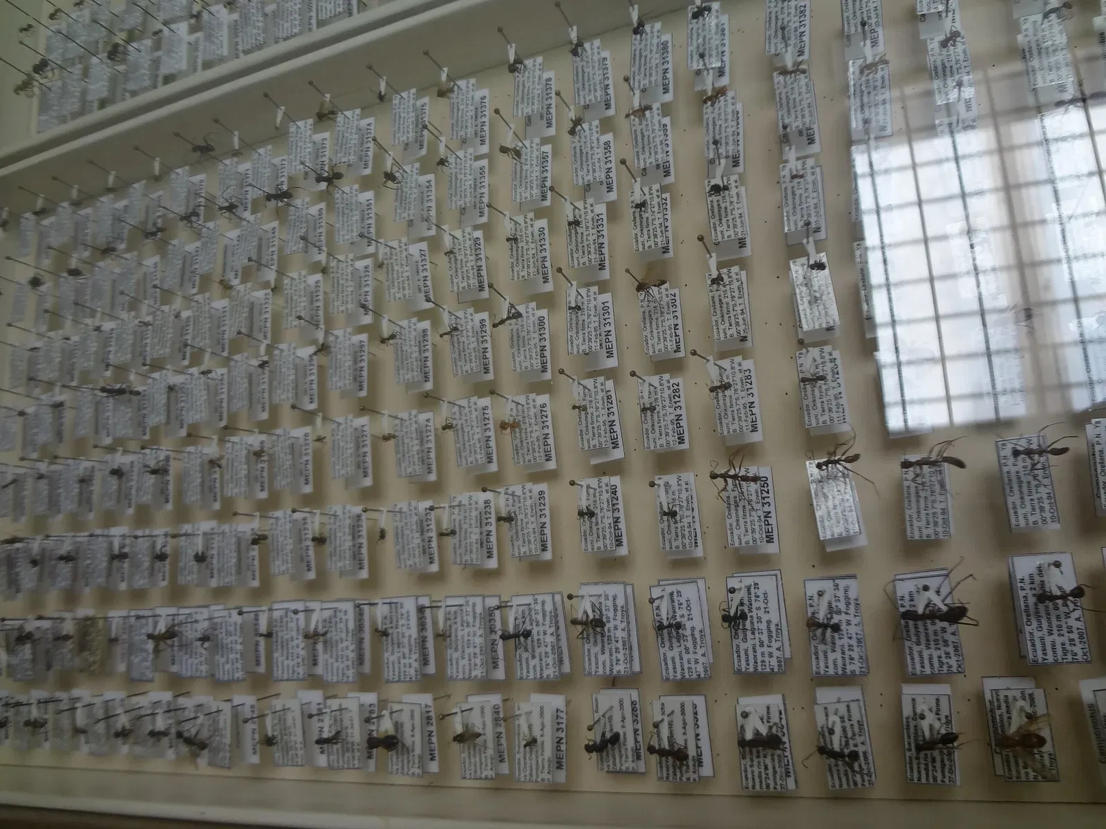 Museo de Historia Natural "Gustavo Orcés V".